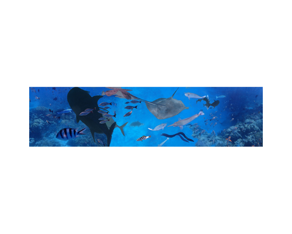 Sharks and Fish Rangaroa